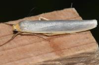 Eilema caniola