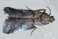 Acrobasis