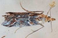 Ancylosis cinnamomella