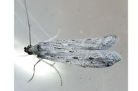 Phycitodes