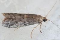 Ephestia