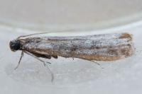 Ephestia
