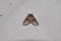 Gluphisia crenata