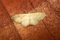 Idaea aversata