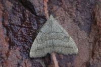 Pechipogo strigilata