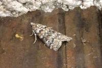 Dioryctria abietella