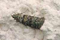 Dioryctria abietella