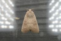 Hoplodrina ambigua/blanda