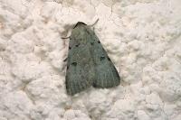 Lygephila craccae