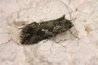 Trichoplusia ni