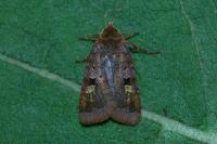 Diarsia brunnea