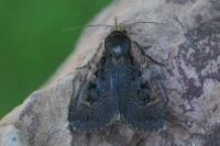 Eugraphe sigma