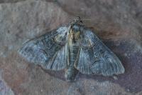 Abrostola asclepiadis