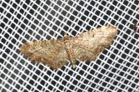 Eupithecia subfuscata