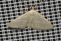 Idaea subsericeata