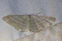 Idaea subsericeata