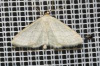 Idaea subsericeata