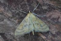 Paratalanta pandalis
