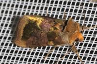Diachrysia chrysitis/stenochrysis