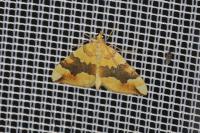 Cidaria fulvata