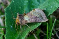 Diachrysia chrysitis