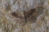 Idaea degeneraria
