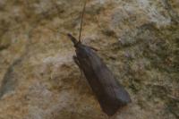 Hypochalcia ahenella