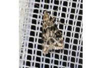 Eudonia mercurella