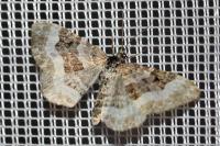Epirrhoe rivata