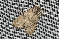 Polia nebulosa