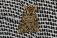 Polia nebulosa
