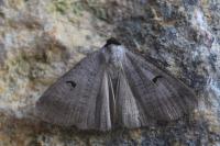 Lygephila pastinum