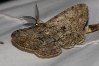 Hypomecis roboraria