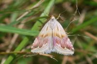 Eublemma ostrina