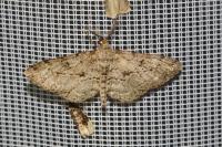 Peribatodes rhomboidaria rhomboidaria