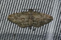 Peribatodes rhomboidaria rhomboidaria