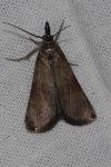 Hypochalcia ahenella