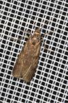 Hypochalcia ahenella
