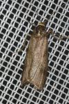 Hypochalcia ahenella