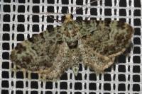Pasiphila rectangulata