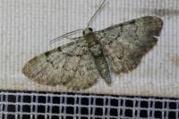 Pasiphila rectangulata