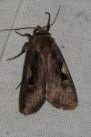 Xestia c-nigrum