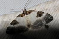 Plemyria rubiginata