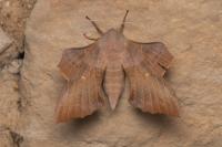 Laothoe populi