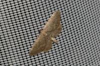 Philereme vetulata