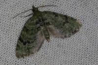 Chloroclystis v-ata