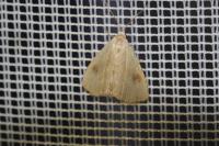 Rivula sericealis