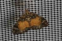 Dysstroma truncata