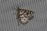 Chiasmia clathrata