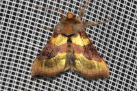 Diachrysia chrysitis